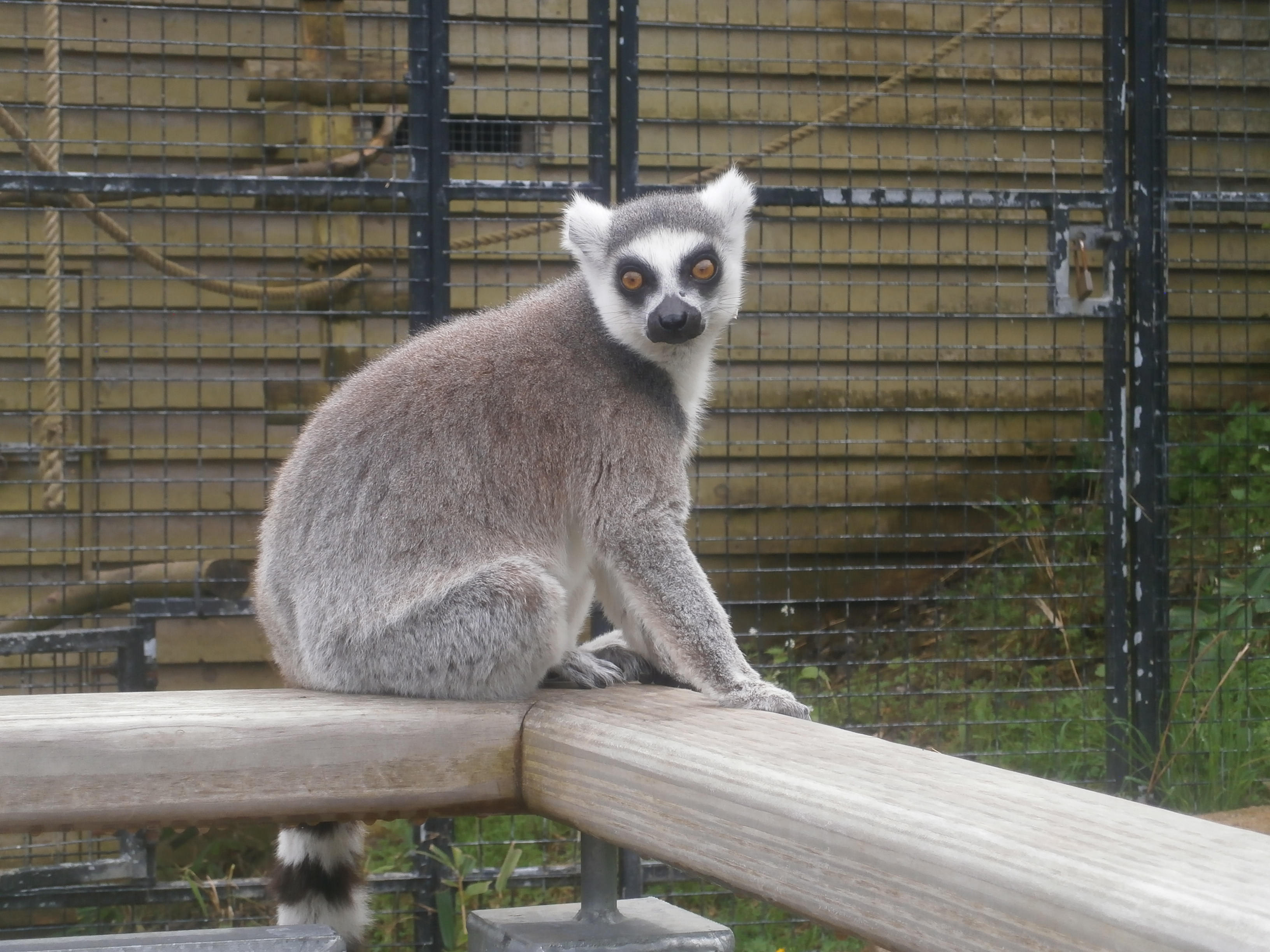 Photo of Welsh Mountain Zoo - Lemur looking at camera
