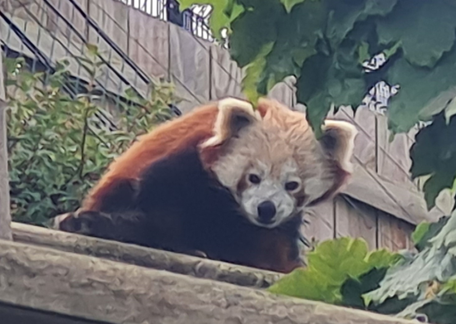 Photo of Welsh Mountain Zoo - Red panda looking up from platform