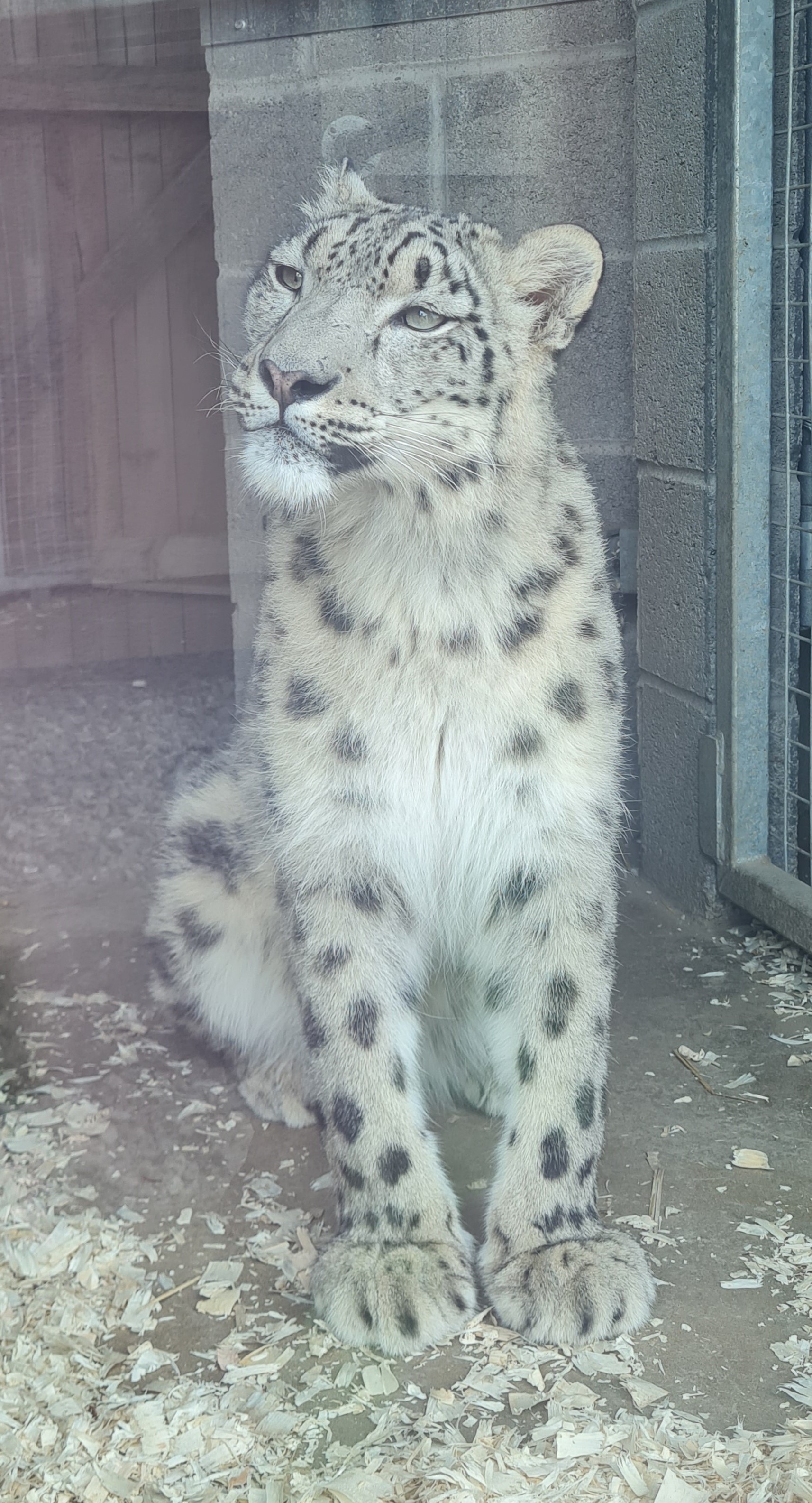 Photo of Welsh Mountain Zoo - Snow leopard