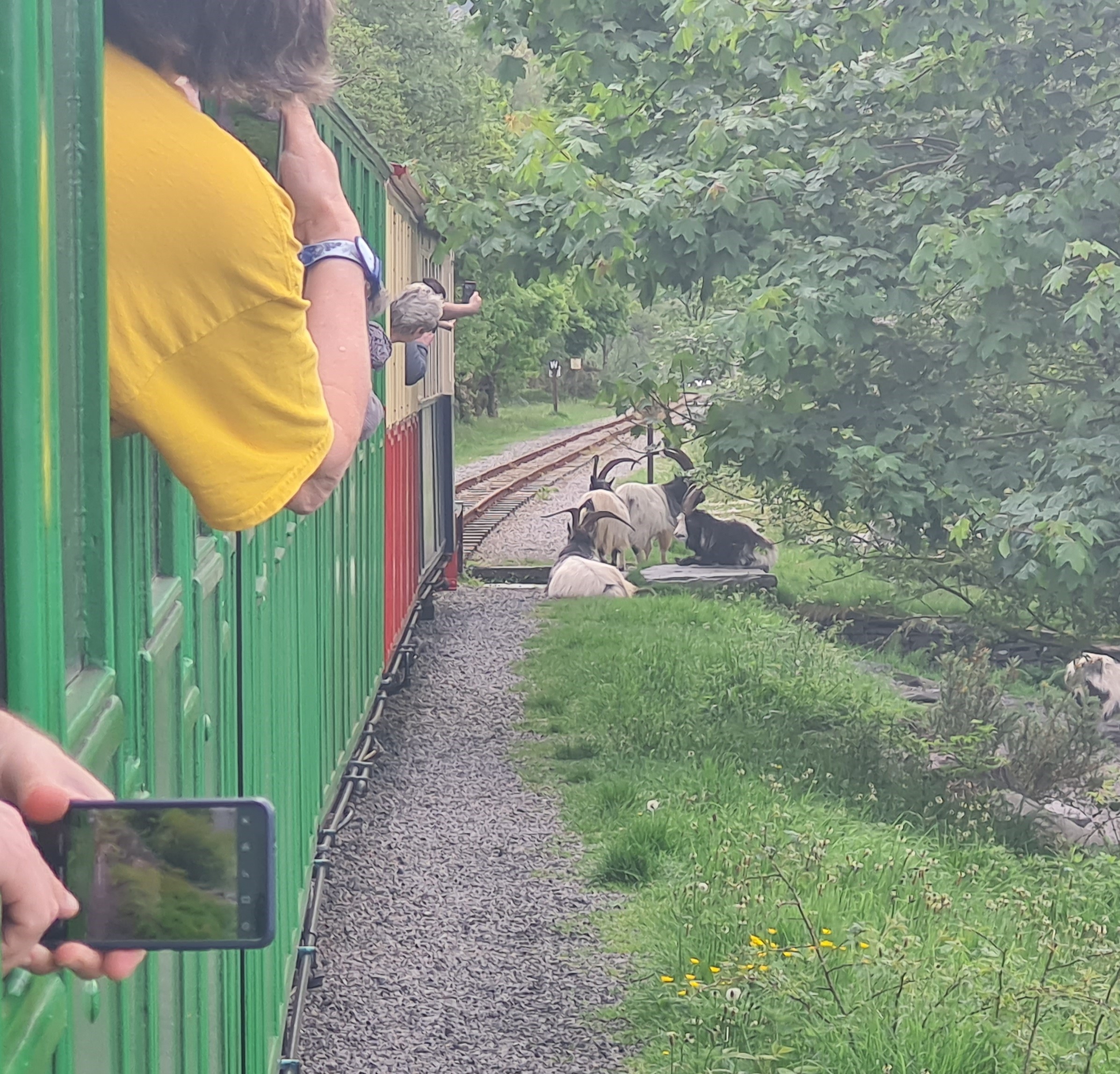 Photo of Llanberis Lake Railway - Mountain goats on the line