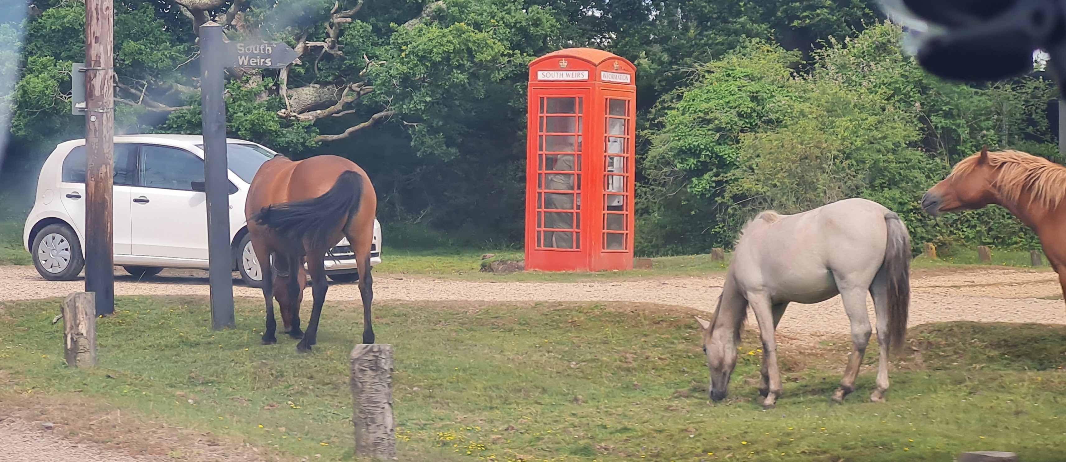 Photo of New Forest Ponies by Burley Road, Brockenhurst
