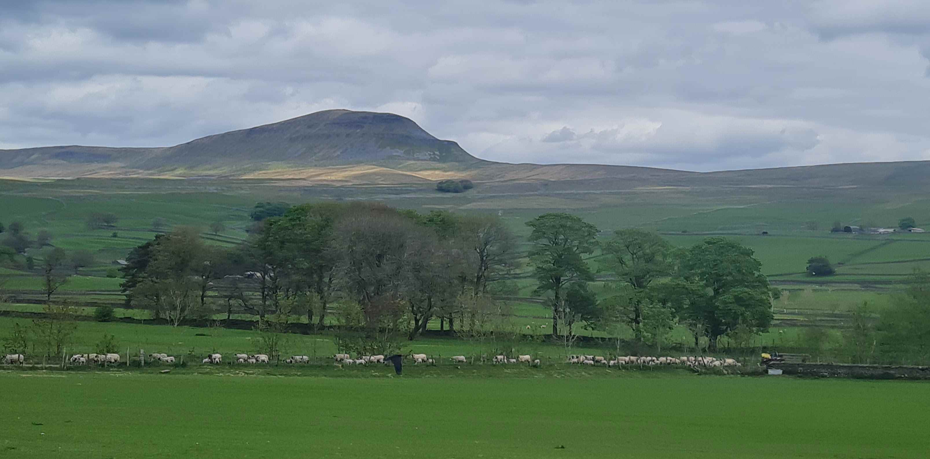 Photo of sheep being herded near Settle and Carlisle line