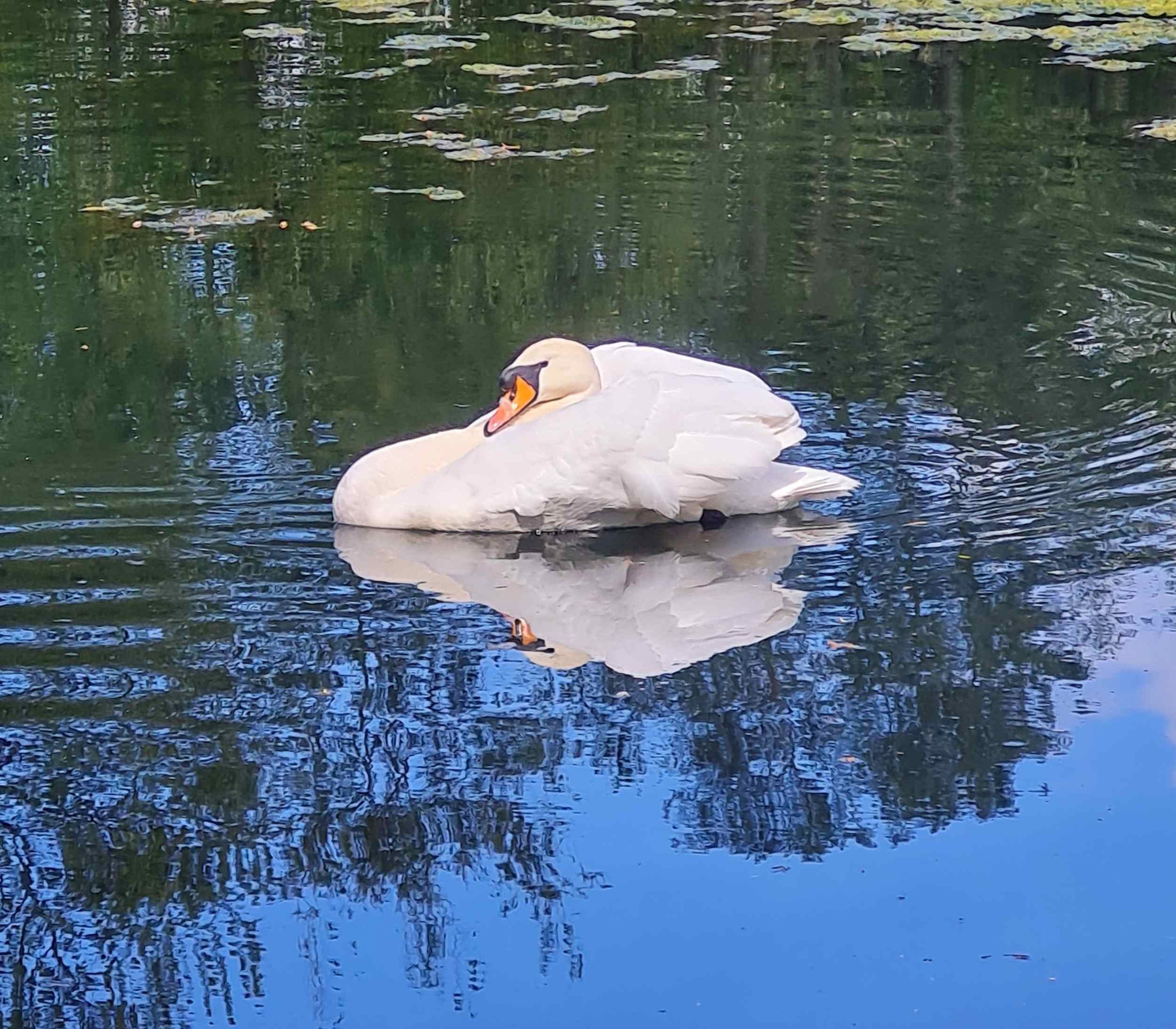 Photo of swan on Hammond&rsquo;s Pond, Carlisle