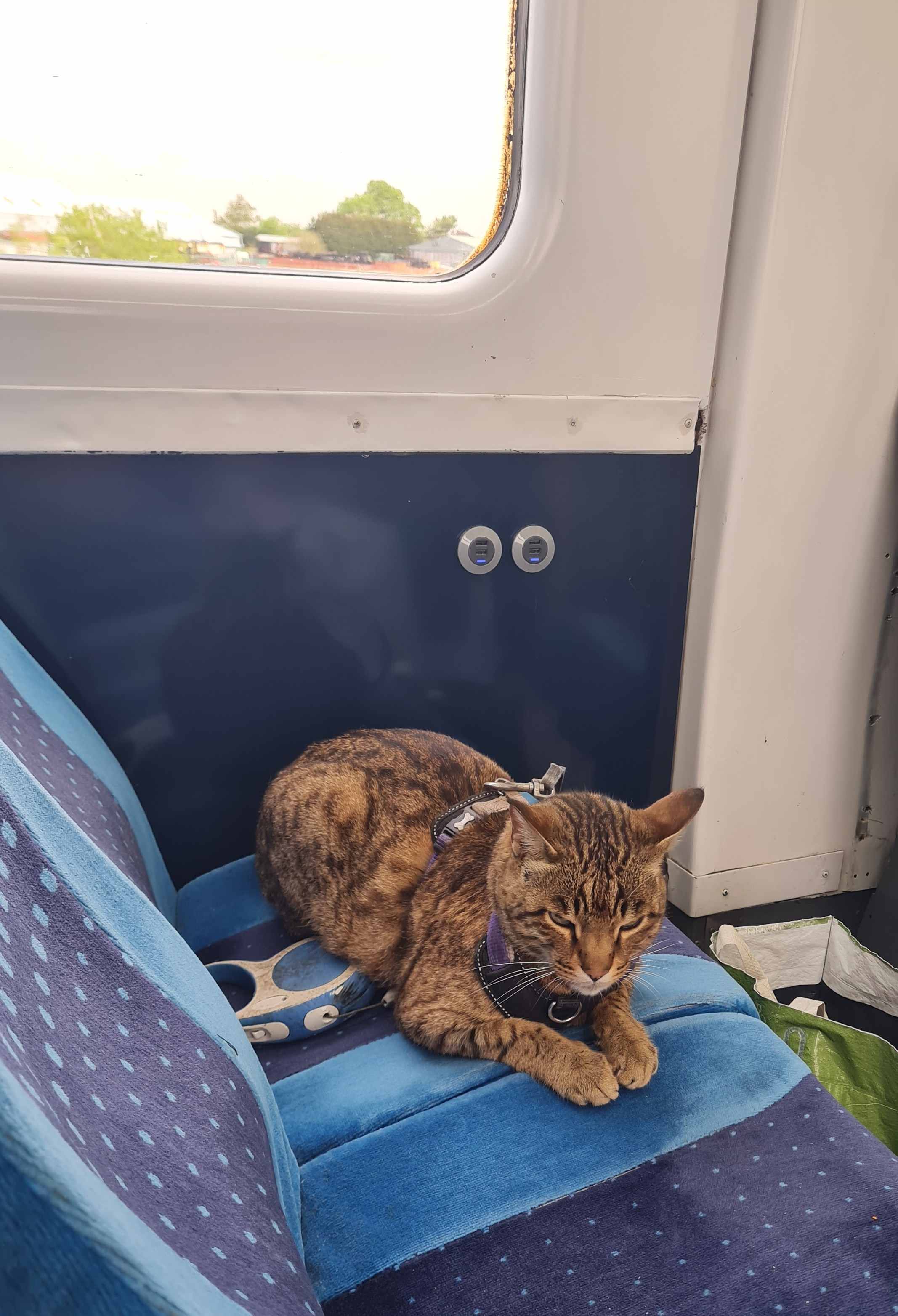 Photo of cat on train seat