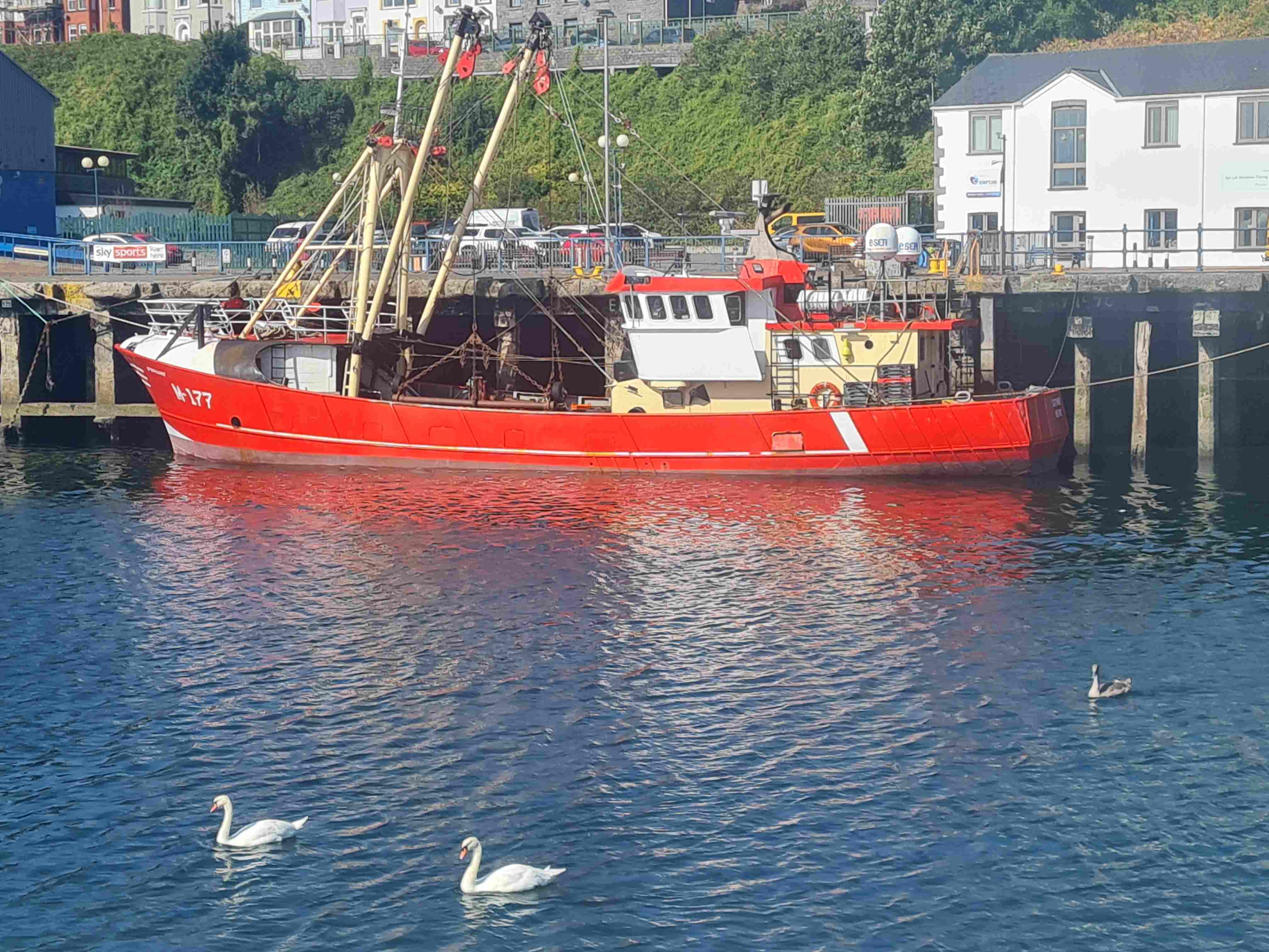 Photo of red boat and swans at Milford Haven