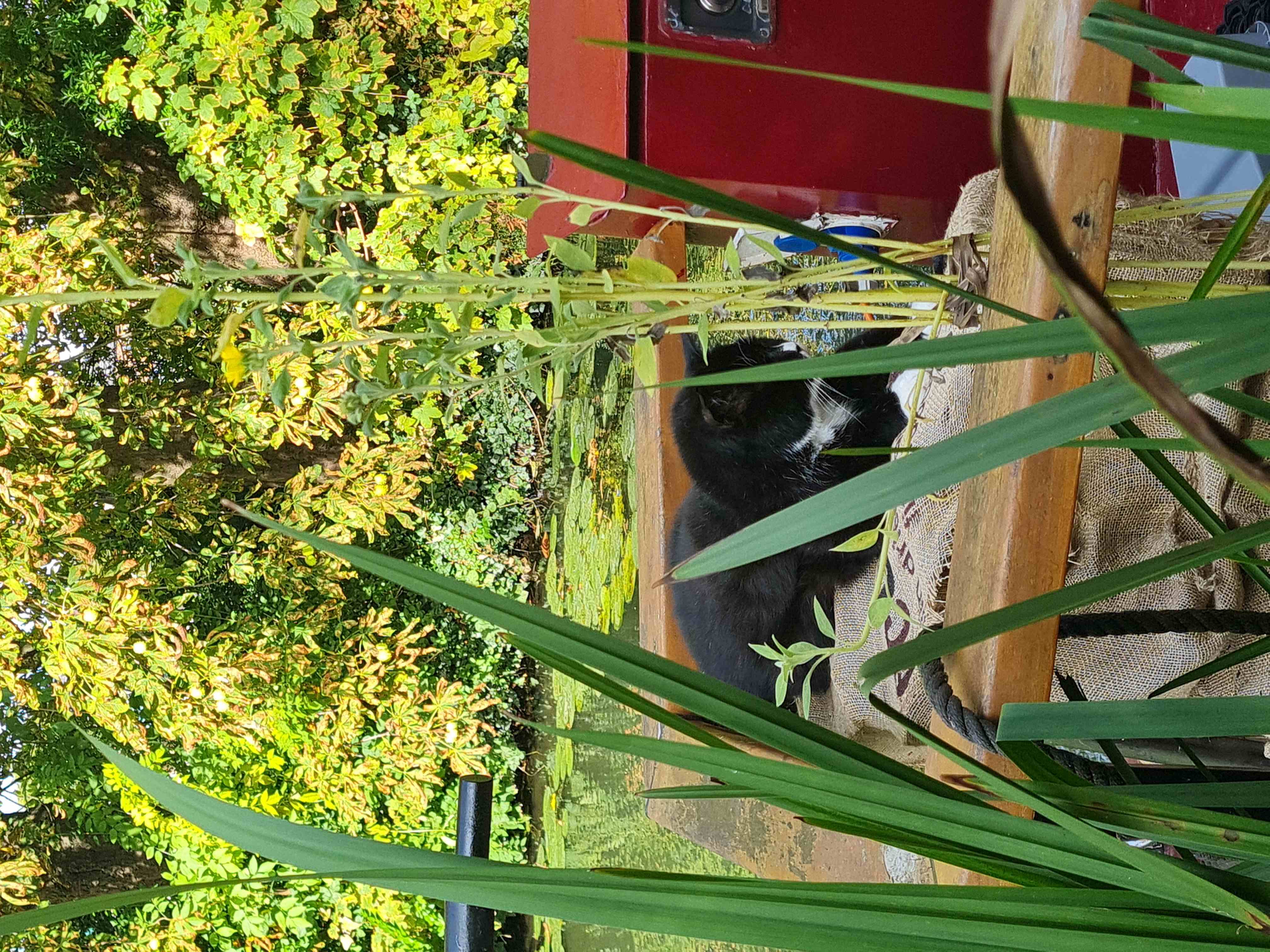Photo of cat upon barge